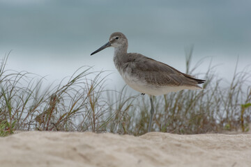 Willet (tringa semipalmata), Isabela Island, Galapagos, Ecuador
