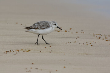 Sanderling (Calidris alba) in Galapagos Islands, Ecuador