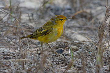 Mangrove warbler (Setophaga petechia) in Galapagos Islands, Ecuador