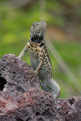 Male Lava Lizard (microlophus albemarlensis) in Galapagos Islands, ECuador