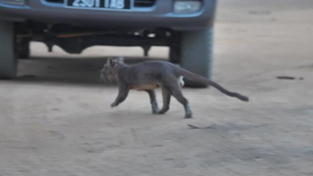 Madagascar Fossa Animal Running Away In Kirindi National Park
