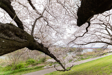 桜並木