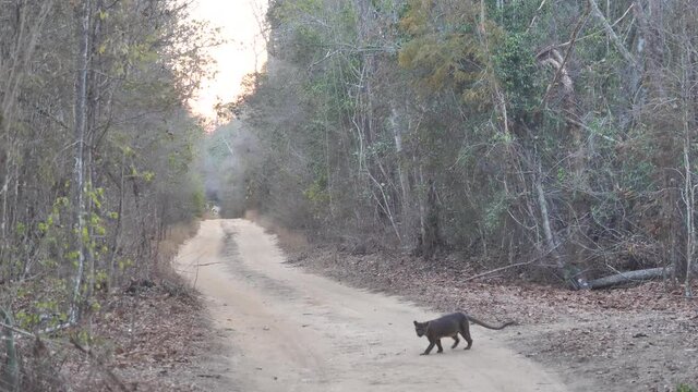 Madagascar Fossa Animal Crossing The Road Around Kirindi National Park