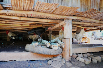 Naklejka premium Chiang Rai, Thailand - Long Neck Village Chickens under a home