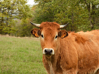 limousin cow with beautiful face in a meadow