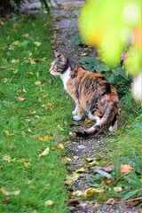 Tricolor cat looking to the left on a garden path
