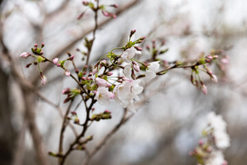 桜並木