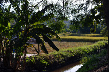 Chiang Rai, Thailand - Rice Paddy