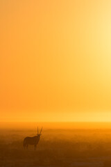 An Oryx standing in a golden sunrise, Etosha National Park, Namibia.
