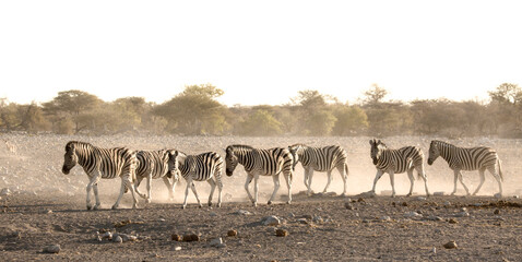 Zebra in Etosha National Park, Namibia.