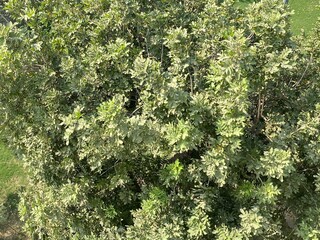 Aerial view of the trees with green leaves in the urban garden