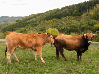 limousin cows in a field with hills in the background