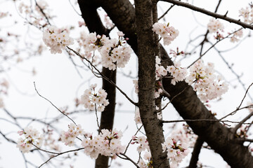 桜並木