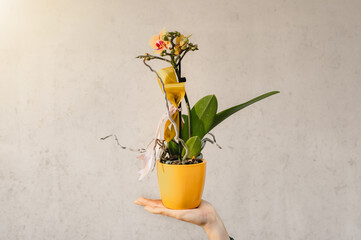 Close up Woman hands holding a yellow potted orchid isolated. Gardening, flowers concept.