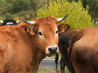 limousin cow with horns and white muzzle in a meadow