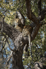 Leopard sitting in a tree, Moremi, Botswana.