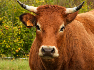 beautiful limousin cow with horns, white spots round muzzle and eyes