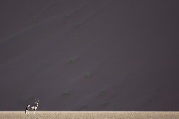 Oryx in front of the large red sand dunes of Sossusvlei, Namibia.