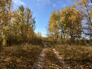 autumn in the forest, nature