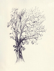 Hand drawn picture of old tree with branches & leaves at autumn. Botanical ink pen sketch drawing in neutral colors. Use for decoration, poster, card. Monochrome illustration on paper. Tree silhouette