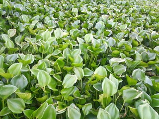 Water hyacinth plant that grows in Indonesian rivers