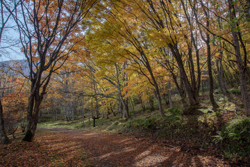 Fototapeta na wymiar 紅葉が綺麗な公園の散歩道