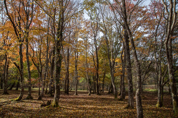 紅葉した公園の林