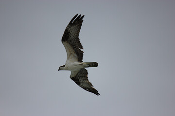 Osprey Hunting for Food in the Surf of Florida