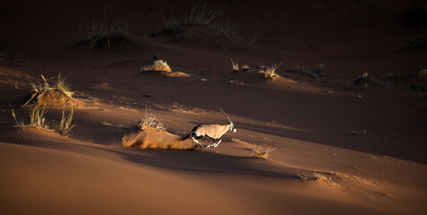 Oryx in the sand dunes of Namibia. Sossusvlei.