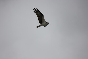 Osprey Hunting for Food in the Surf of Florida
