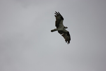 Osprey Hunting for Food in the Surf of Florida