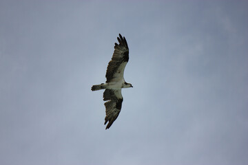 Osprey Hunting for Food in the Surf of Florida