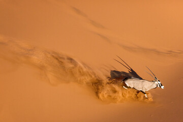 Oryx in the sand dunes of Namibia. Sossusvlei.