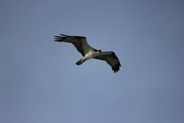 Osprey Hunting for Food in the Surf of Florida