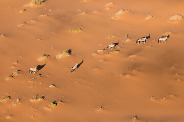 Oryx in the sand dunes of Namibia. Sossusvlei.