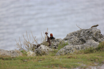 African Rainbow Lizards on Rocks by the Water in Florida