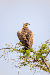 White-backed vulture (Gyps africanus) in a tree, Lake Mburo National Park, Uganda.	
