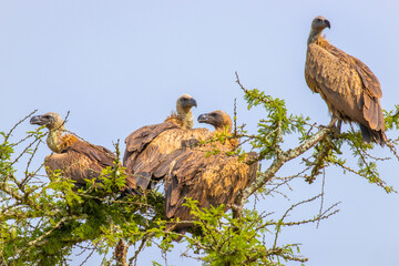 White-backed vultures (Gyps africanus) in a tree, Lake Mburo National Park, Uganda.	