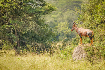 Male Topi (Damaliscus lunatus) standing on a hill, Lake Mburo National Park, Uganda