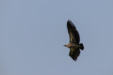 White-backed vulture (Gyps africanus) flying, Lake Mburo National Park, Uganda.	