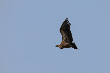 White-backed vulture (Gyps africanus) flying, Lake Mburo National Park, Uganda.	
