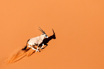 Oryx in the red sand dunes of Sossusvlei, Namibia.