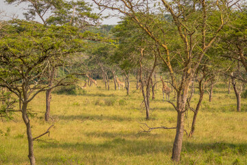 A tower Rothschild's giraffe ( Giraffa camelopardalis rothschildi) standing between trees, Lake Mburo National Park, Uganda.