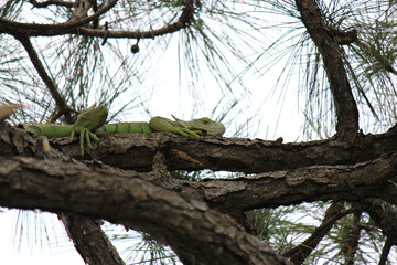 Adult Green Iguana Sunning in Pine Tree
