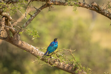 Rüppell's starling, also known as Rueppell's glossy-starling or Rueppell's long-tailed starling, is a species of starling in the family Sturnidae, Lake Mburo National Park, Uganda.