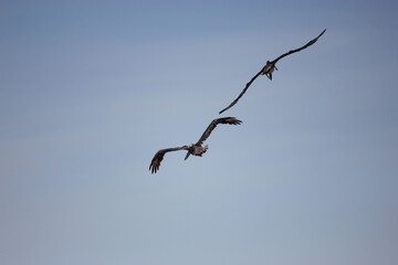 Florida Brown Pelican Flying Over Water