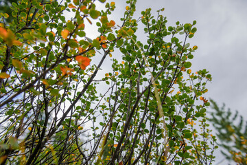 Branches of shrub with green and yellow leaves against cloudy sky on autumn day. Natural plant background, selective focus.