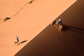 Oryx in the red sand dunes of Sossusvlei, Namibia.