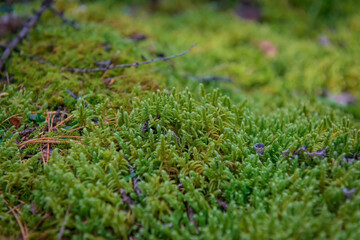Wet green moss, close-up, selective focus. Natural plant background.
