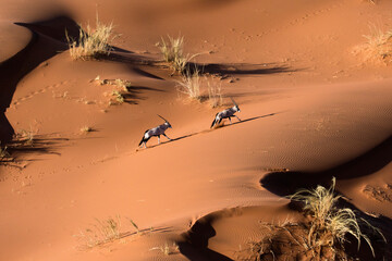 Oryx in the red sand dunes of Sossusvlei, Namibia.